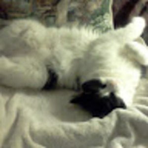 Meet your Posher, Laura